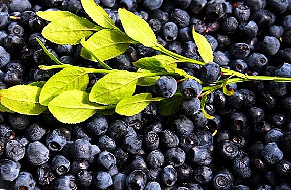 Blueberries ဘလူးဘယ်ရီကနေမတူညီတဲ့သည်အဘယ်သို့