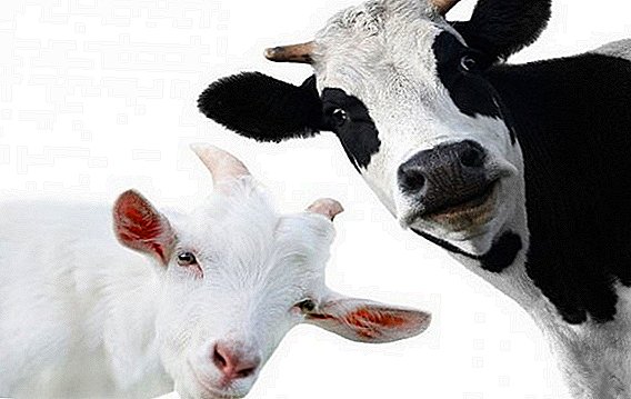 Naon bédana antara susu sapi jeung susu anak domba?