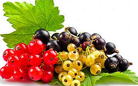Et currants feed Spring Tips hortulani