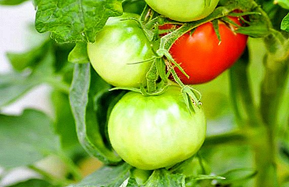 Kumaha eupan tomat salila fruiting?