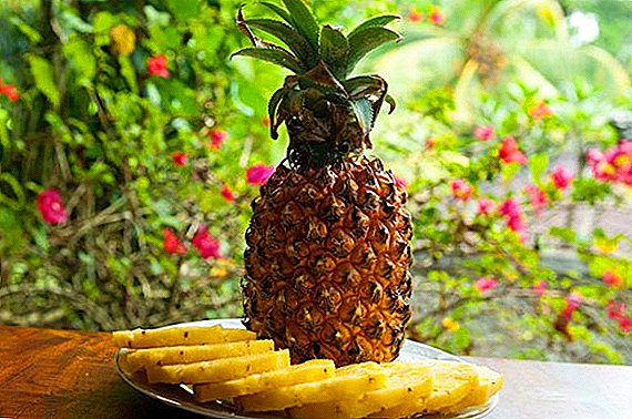 Што е корисен ананас, составот и употребата на растенија