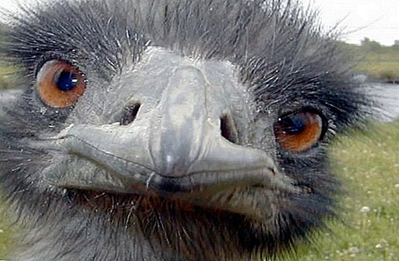 Kini anfani anfani ostrich fun eniyan?