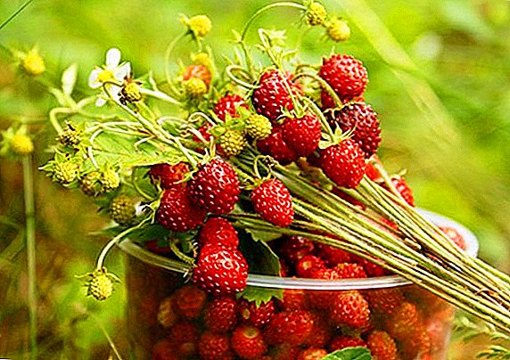 Unsa ang mapuslanong lasang strawberries: paghulagway, komposisyon ug paggamit sa ihalas nga mga berry