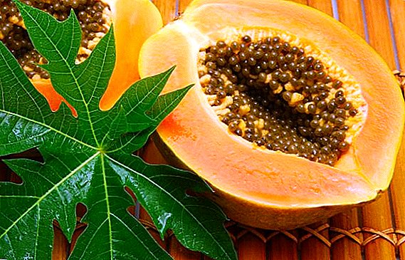 Hvernig papaya er gagnlegt: Notkun og frábendingar
