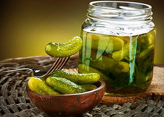 Naon berguna jeung ngabahayakeun cucumbers asin (pickled)?