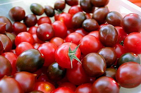 Kako su čeri paradajz korisni?
