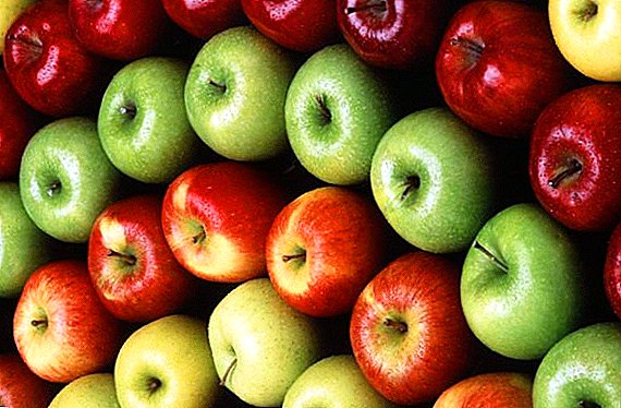 Apples est utile: in usum et contraindications
