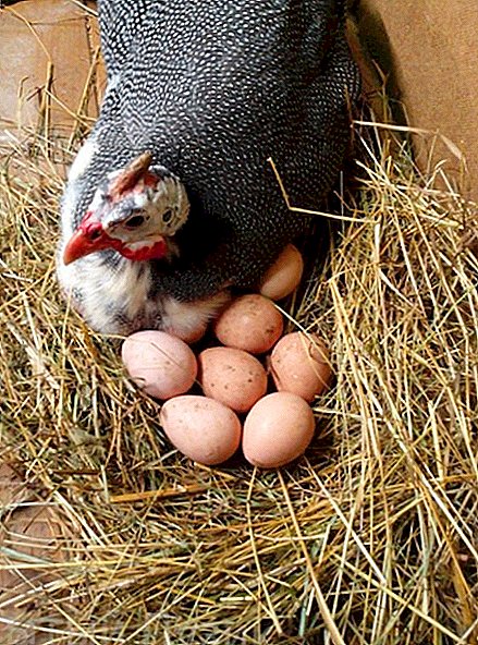 تخم مرغ مرغ ها چیست؟