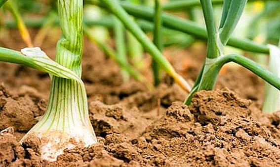 Како да оплоди кромид, општите правила за исхрана на растенијата
