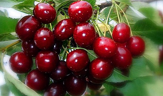 Sweet Cherry "Adeline": cov yam ntxwv, tshaj lij thiab kev xav