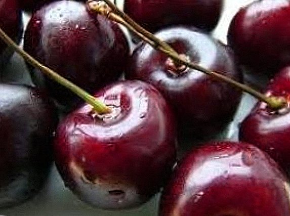 Cherry "Pelo ea Mollo"