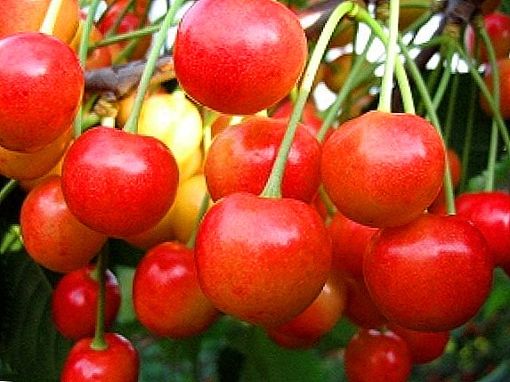 ຫວານ cherry "Bryansk ສີບົວ"
