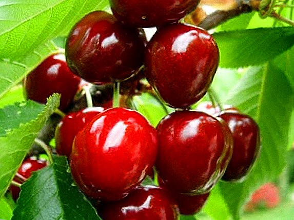Matam-is nga Cherry "Cherry"