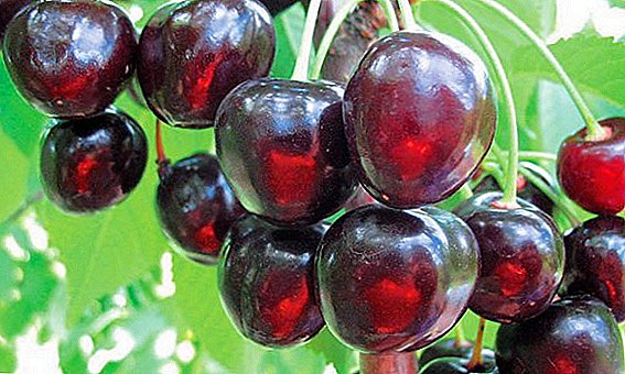 Sweet cherry "Paboritong Astakhov": mga katangian, mga kalamangan at kahinaan