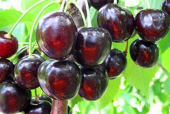 Cherries "Napoleon Black": nāʻano, ka mahiʻai mahiʻai