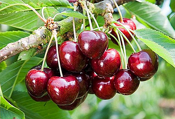 Cherry Sweets "Ovstuzhenka": dabeecadaha, pollinators, sirta ah beerashada guuleysta