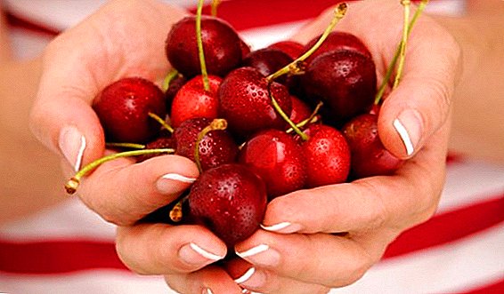 Cherry macaan: guryaha faa'iido iyo contraindications