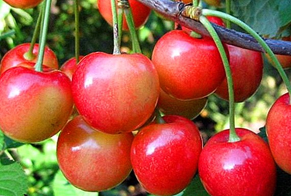 Cherry "Julia": saintréithe, buntáistí agus míbhuntáistí