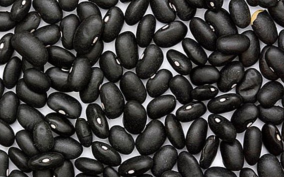 Black beans: pila ka mga kaloriya, unsa ang mga bitamina nga nalakip, unsa ang mapuslanon, kinsa mahimong masakitan