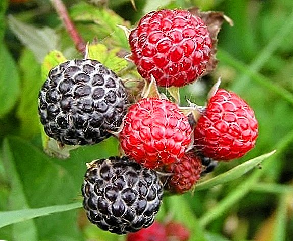 Nigrum raspberries