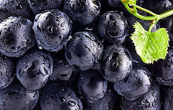 Црно грозје: состав, отколку корисен, може да предизвика штета