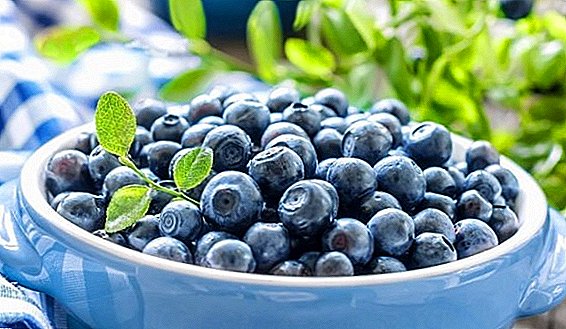Bilberry: ihirangi calorie, te hanganga, nga hua pai, me nga contraindications