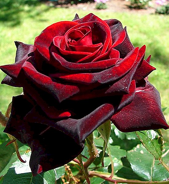 گل های سیاه و قرمز جادوی سیاه: ویژگی های مراقبت از انواع سحر و جادو سیاه