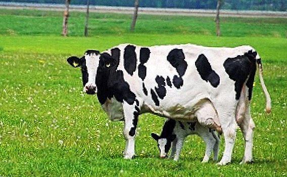 نژاد سیاه و سفید گاوها
