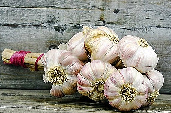 Garlic "Lyubasha": endri-javatra amin'ny karazany sy ny fambolena