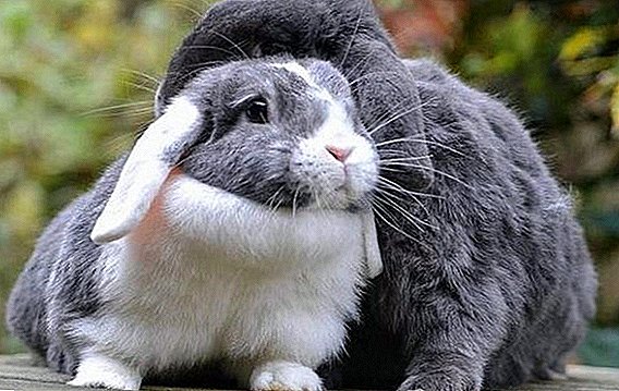 کیڑے سے خرگوش کو کیا دینا ہے