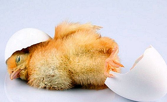 Que facer se os pollos estornudan estornudos, sibilancias, diarrea: como tratar enfermidades de aves de curral