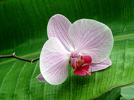 Ihe ị ga-eme ma ọ bụrụ na eriri akwa tụkwasịrị na orchid