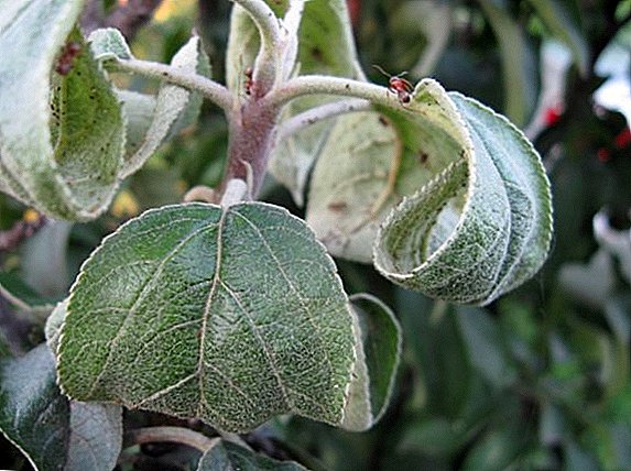 რა უნდა გააკეთოს, თუ aphid გამოჩნდა ვაშლის ხე, ვიდრე მკურნალობა მცენარეთა წინააღმდეგ Pest