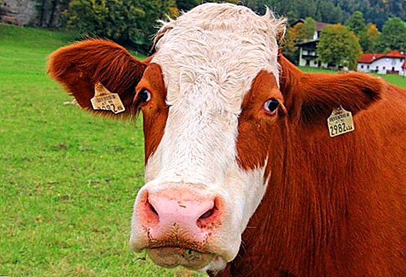 Ինչ անել, եթե կովը չի հեռանում պլասենցայից կամ այն ​​կերավ