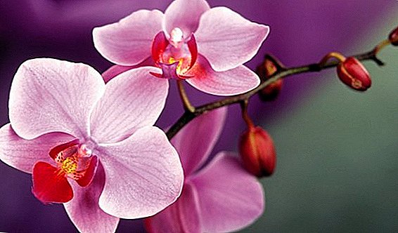 Que facer se as orquídeas caen de xemas