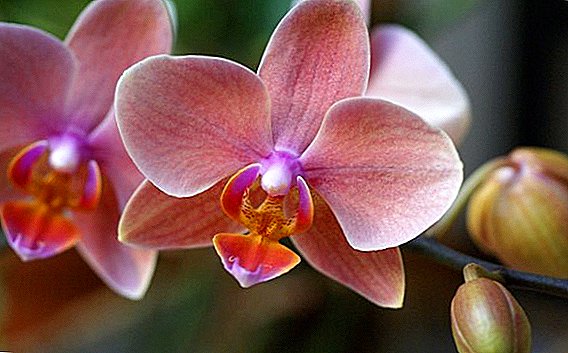Agar Phalaenopsis orkidosining barglari qurib qolsa, nima qilish kerak?