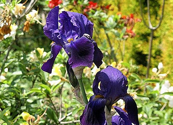 Ano ang gagawin sa mga iris pagkatapos ng pamumulaklak: ang mga pangunahing alituntunin ng pangangalaga