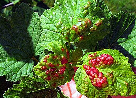 Çfarë duhet të bëni me pikat e kuqe në gjethe rrush pa fara?