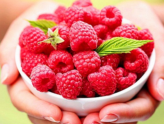 Ji bo zivistanên ku bi raspberriesê re çi bikin: çiqas jam, hevhev, syrup, çiqas çiqas bilez û bi şekirê digire