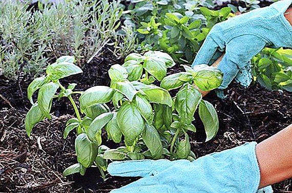 Ono što se može zasaditi u zemlji u junu, birajte biljke za uzgoj u vrtu