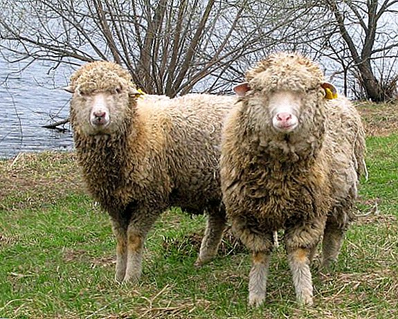 Çfarë ju duhet të dini për riprodhimin e deleve Merino