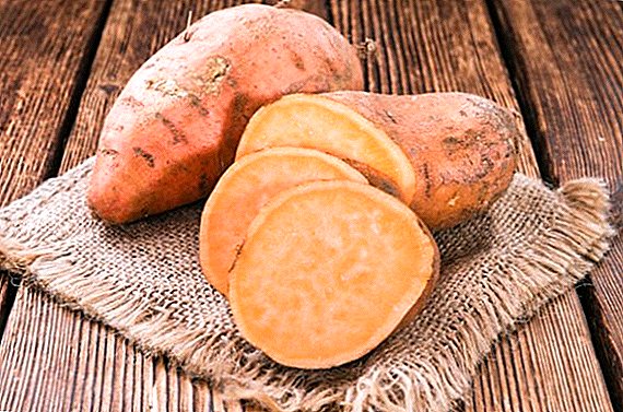 Dulcis potatoes et odio id crescunt media lane
