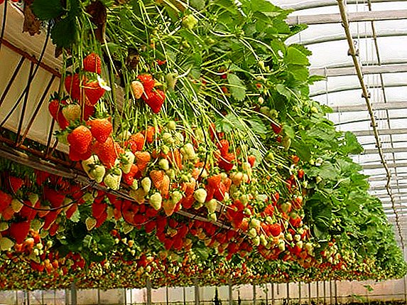 Naon hydroponics, kumaha tumuwuh strawberries tanpa taneuh