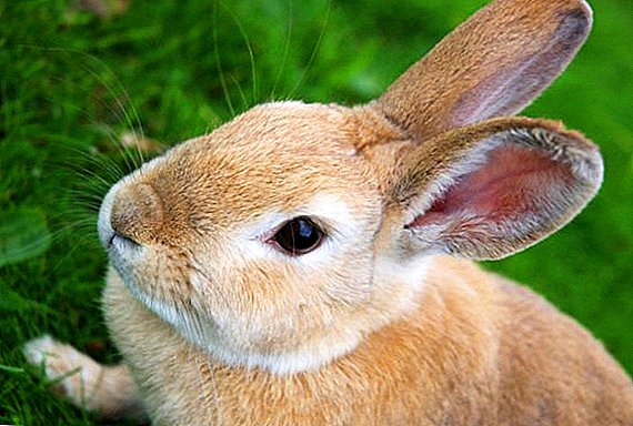 Šta je to listerioza i kako je tretirati kod zečeva