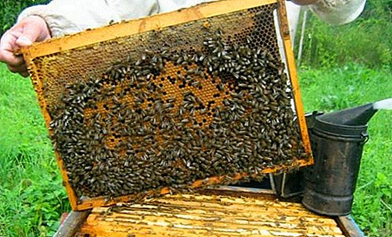 मधमाशी पॅकेजेस काय आहेत