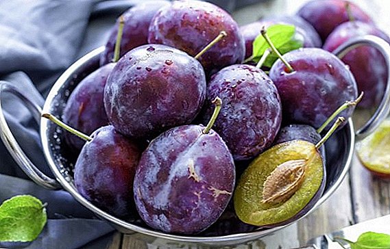 Unsa ang plum: berry o prutas?