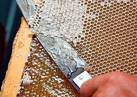 Hvað er zabrus í beekeeping og hvernig á að meðhöndla þá