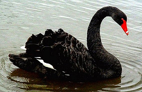 Black Swan: hvað það lítur út, í hvaða náttúrulegu svæði það býr, hvað það borðar