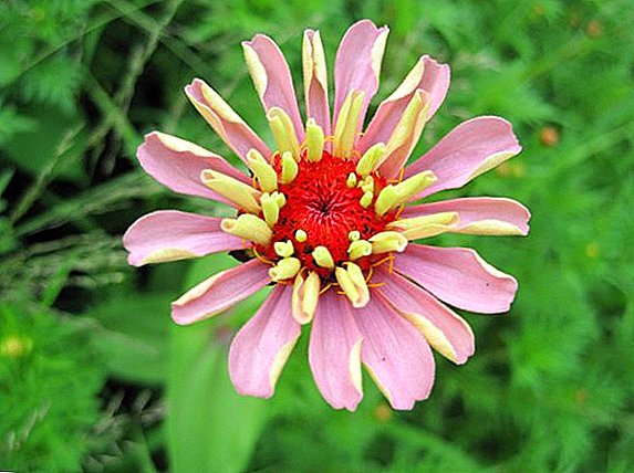 Zinnia: como cultivar unha flor por medio de plántulas