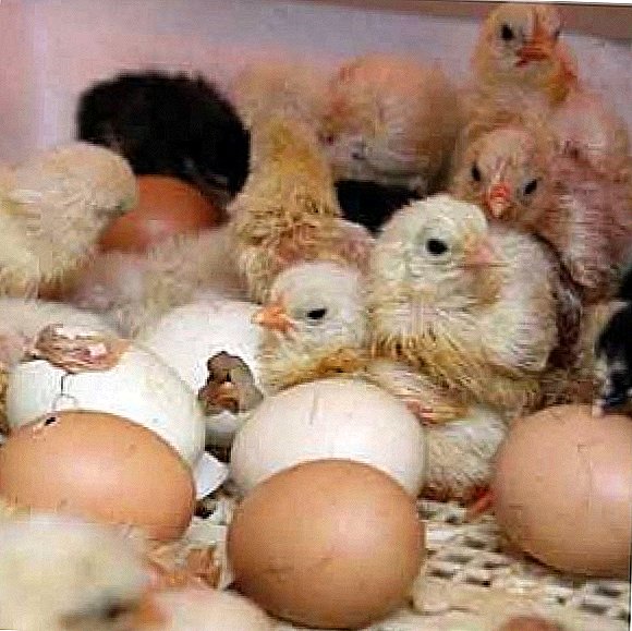 Polo sen galiña: incubación de ovos de galiña